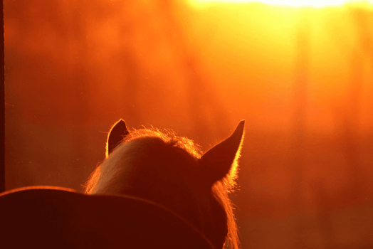 Schweres Warmblut im Sonnenunterhgang