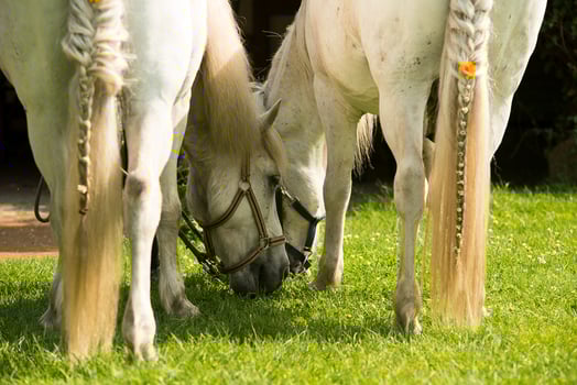 Hübsch verziert schmeckt es gleich viel besser!
©Reiter- und Erlebnisbauernhof Groß Briesen GmbH