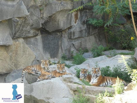 Tiger im Tierpark Berlin