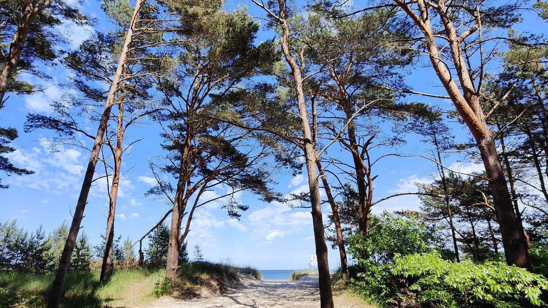 Strandaufgang mit Bäumen
