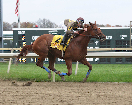 Love Is Your Name | TRRAC : Thoroughbred Retirement, Rehabilitation and ...