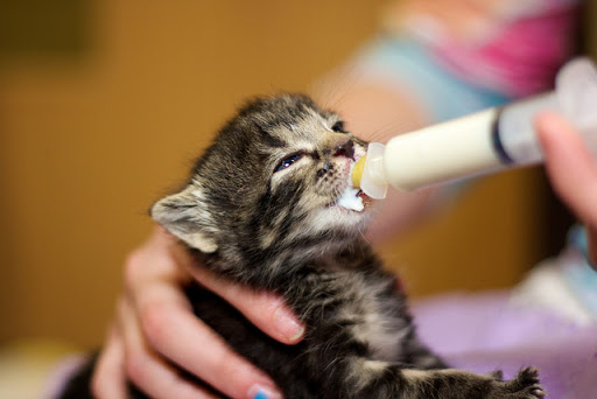 Kitten Rescue Fund | Cat Depot