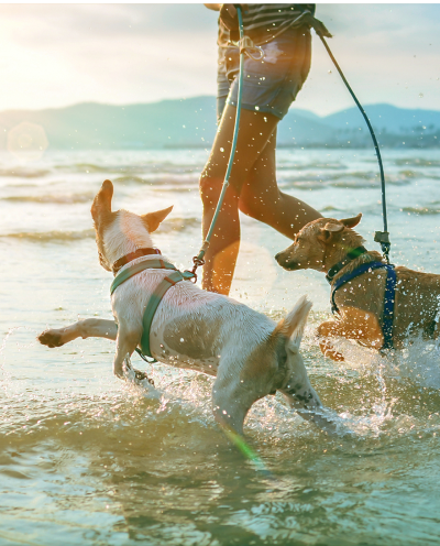 Donation Form | Suncoast Humane Society