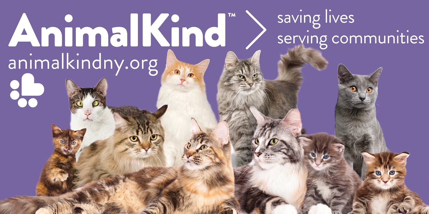 Organization | AnimalKind