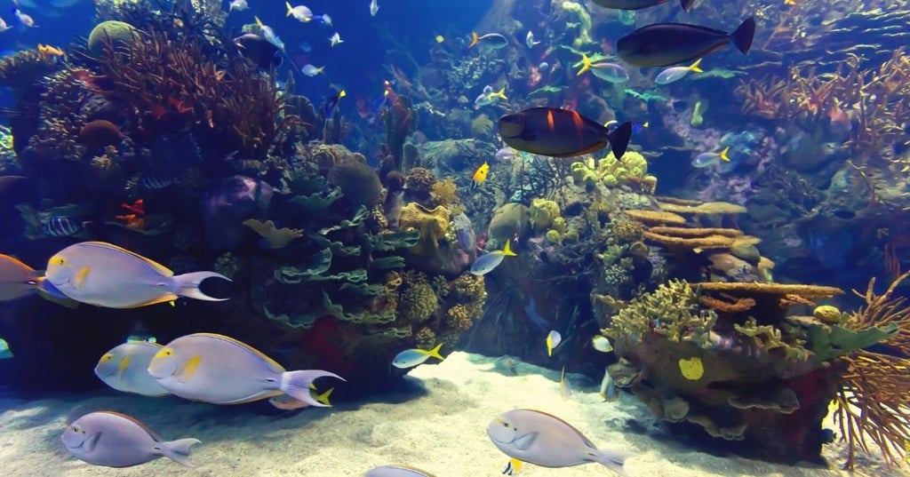 in wall fish tank plants