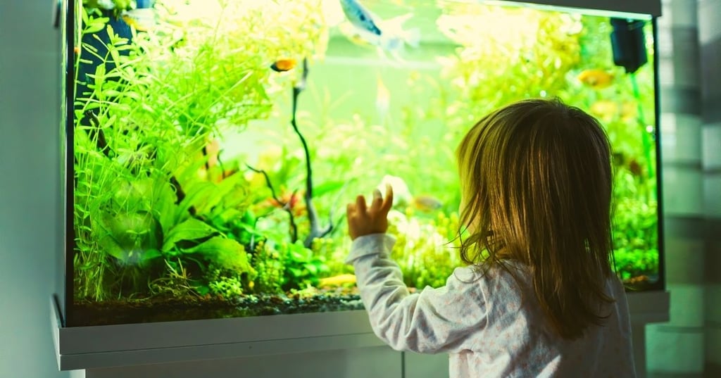 Do You Have Enough Room for a Fish Tank