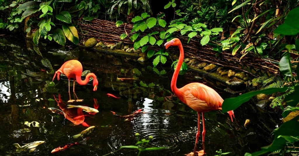 The Bottom Line on Koi Fish