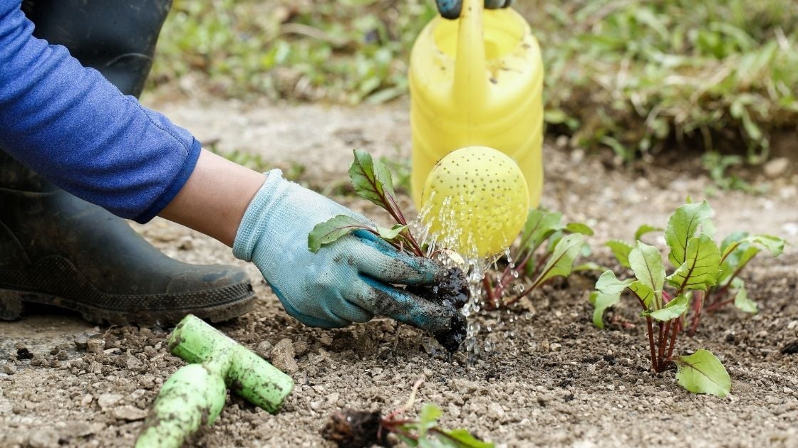 When should I put Epsom salt in my garden