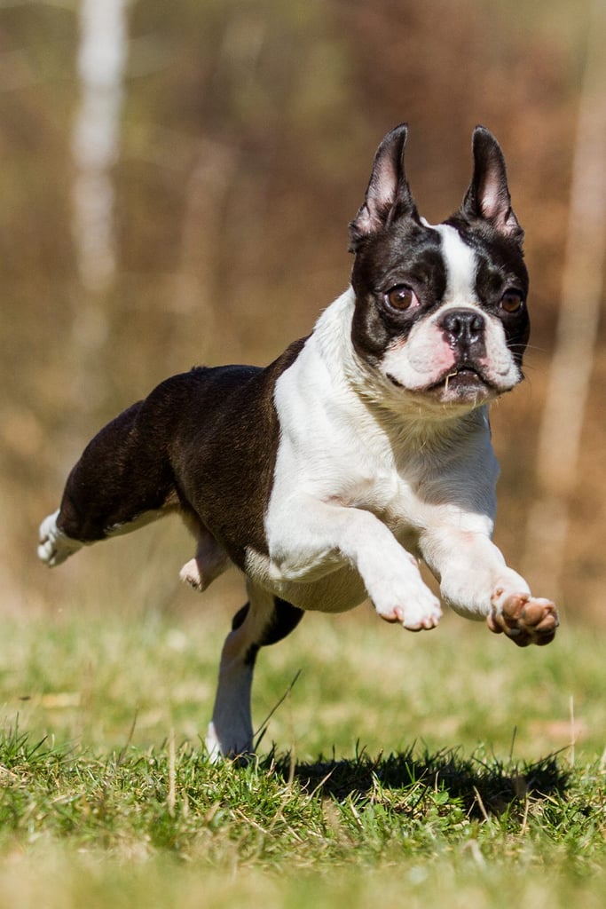 Brown Boston Terrier