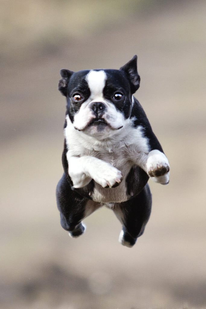 Black Brindle Boston Terrier