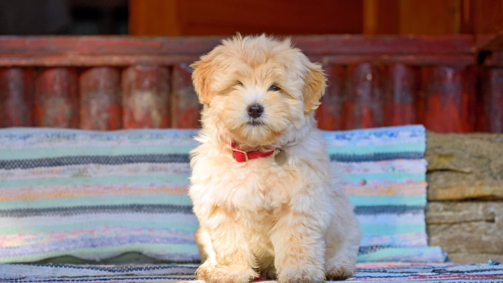 Cute Havanese Puppies Sitting