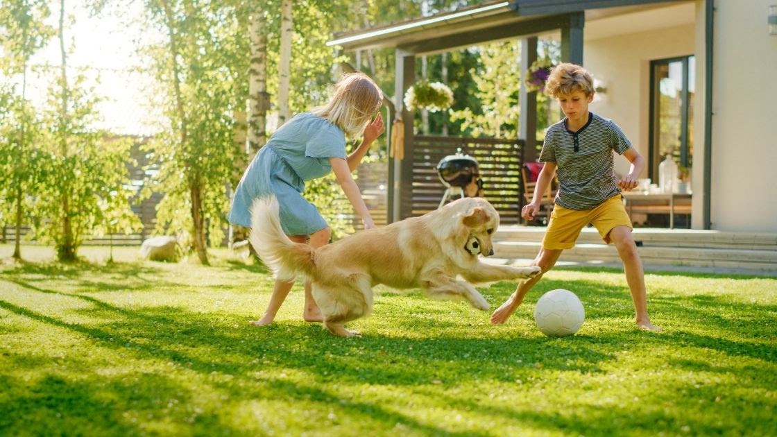 How to Train Your Golden Retriever to be Friendly with Kids