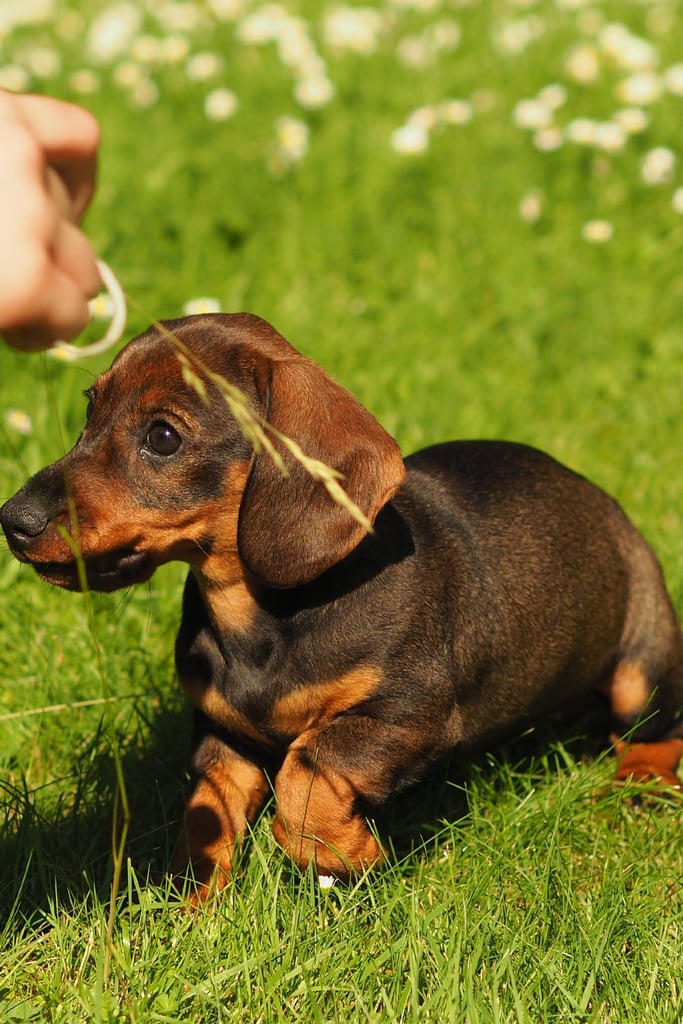 Baby Dachshund Puppies