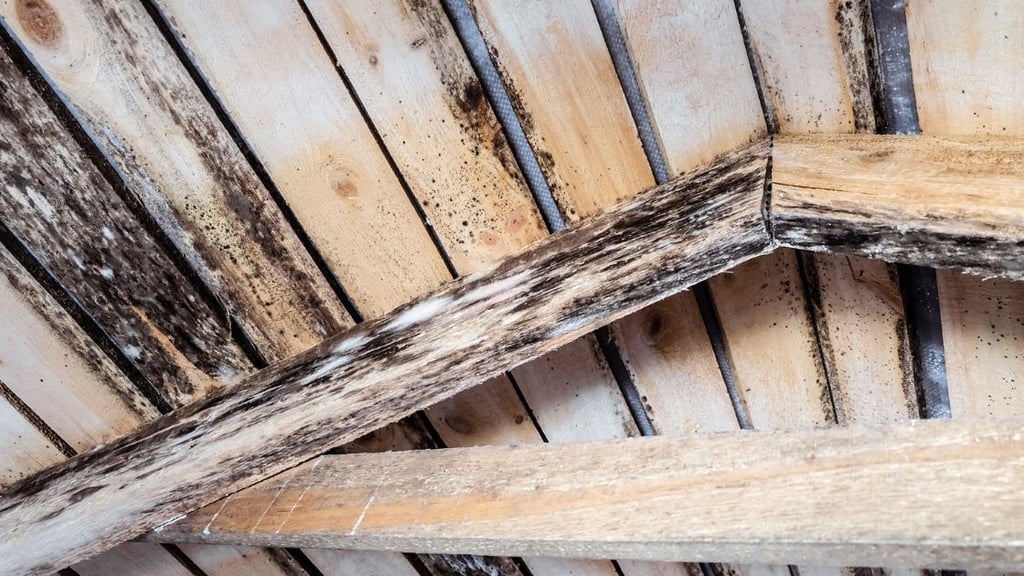 Is Attic Mold Dangerous