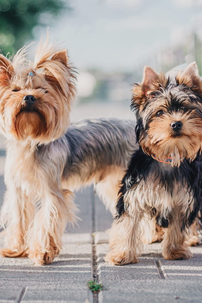 Double Trouble Yorkies
