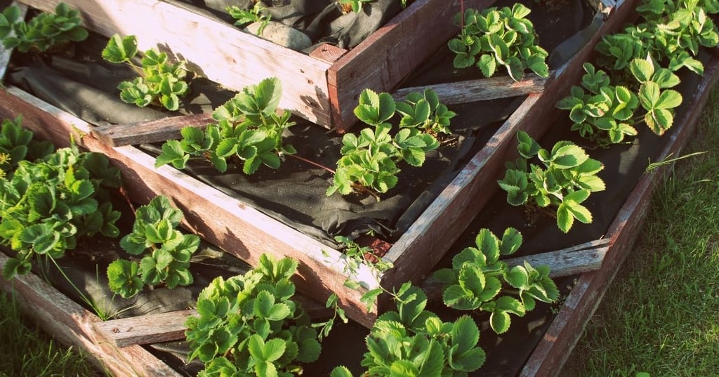 Where to put your raised bed