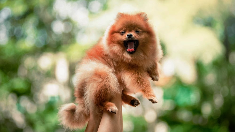 Sleeping Pomeranian Puppy