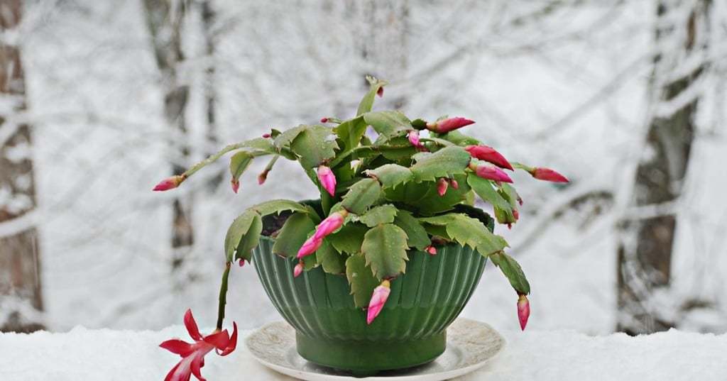 xmas cactus