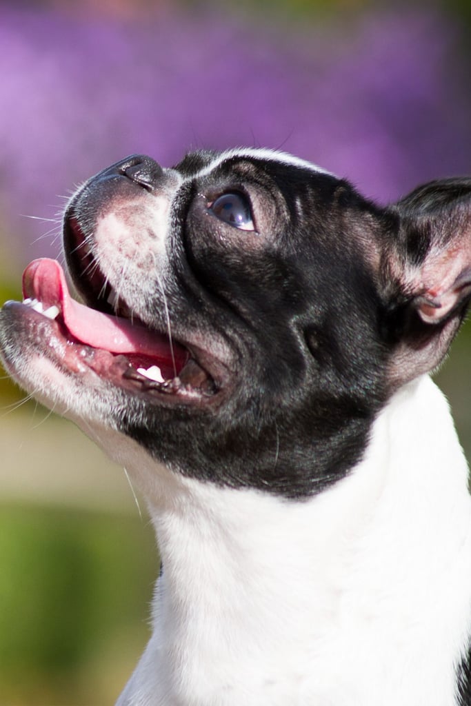 Fawn Brindle Boston Terrier