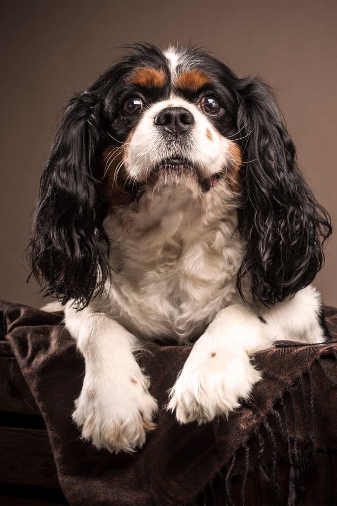 Tri Color Cavalier King Charles Spaniel