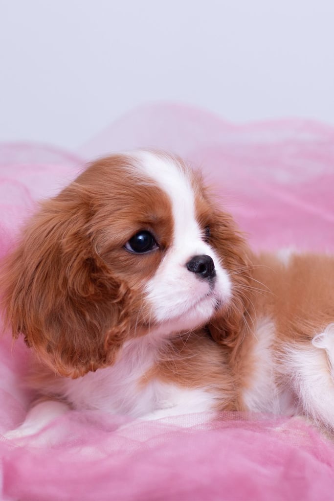 Baby Cavalier King Charles Spaniel