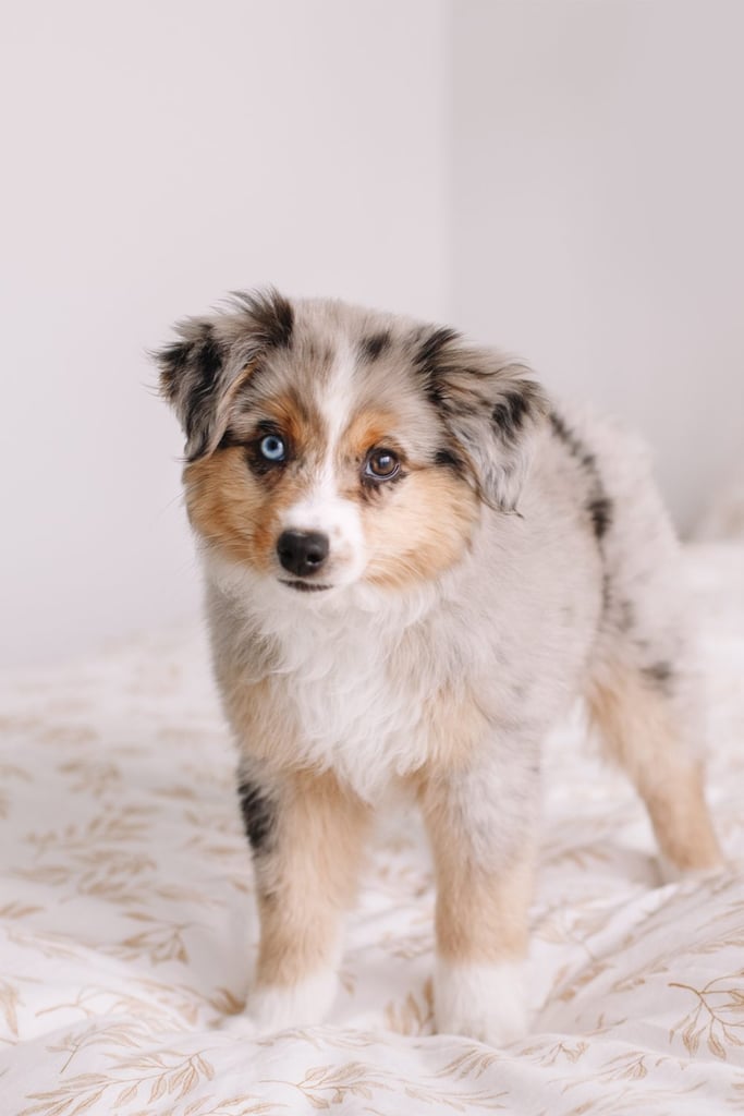 Red Tri Australian Shepherd Puppy