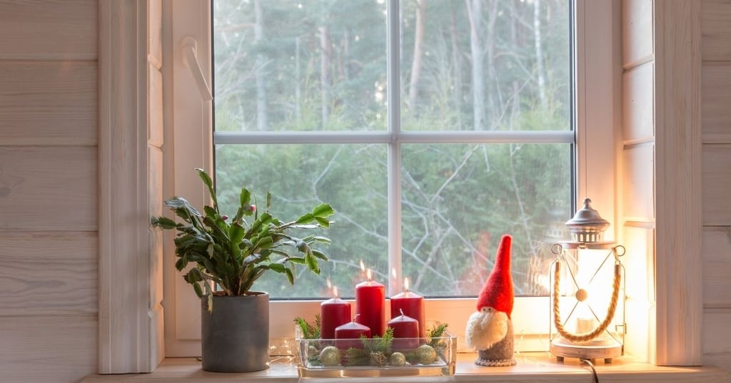 The Christmas cactus a plant with a rich history