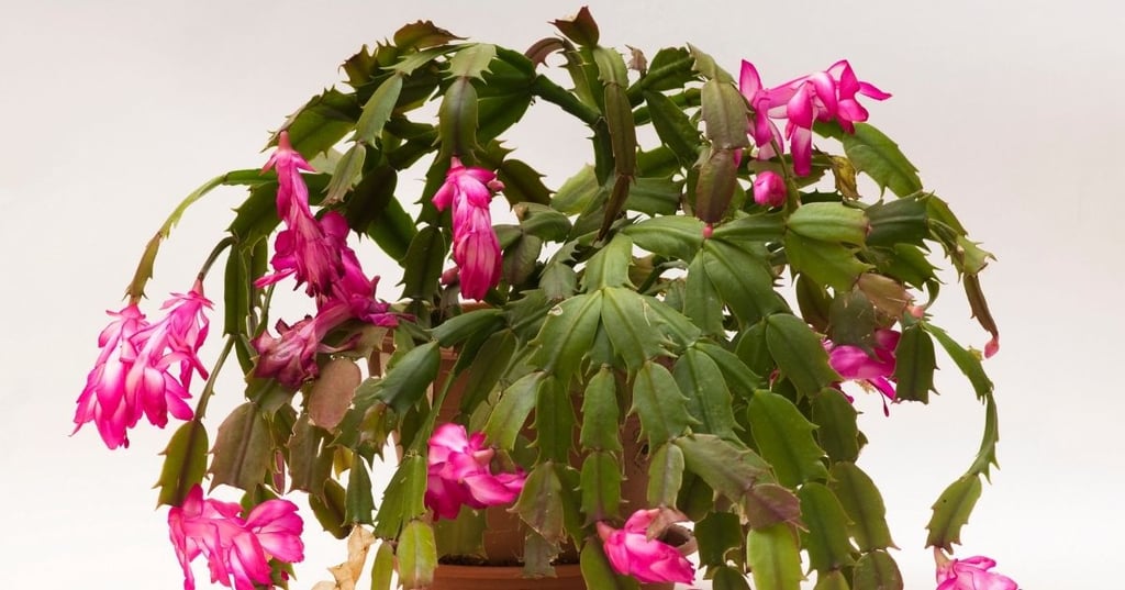 Christmas Cactus is Low Maintenance