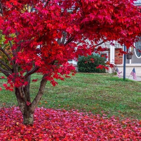 Why Japanese maples are the best low maintenance trees for your garden