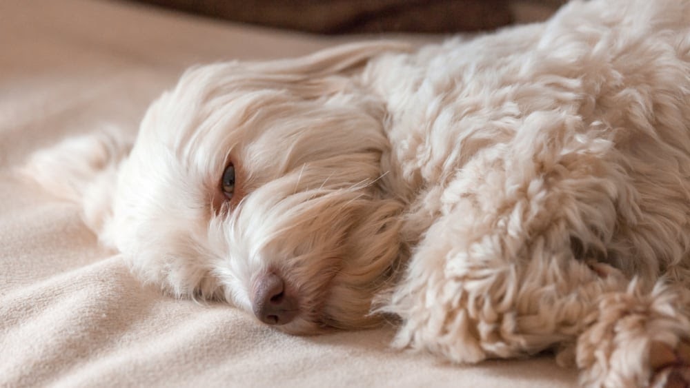 Tired Havanese Puppy
