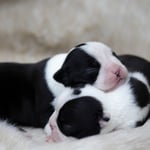 Boston Terrier Puppy
