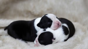 Boston Terrier Puppy