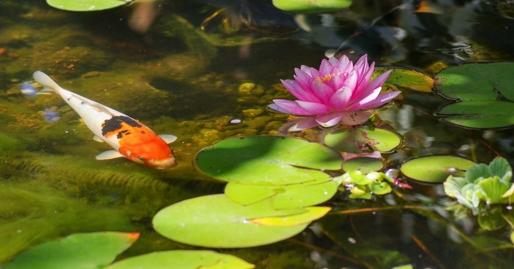 How much does it really cost to keep a koi fish