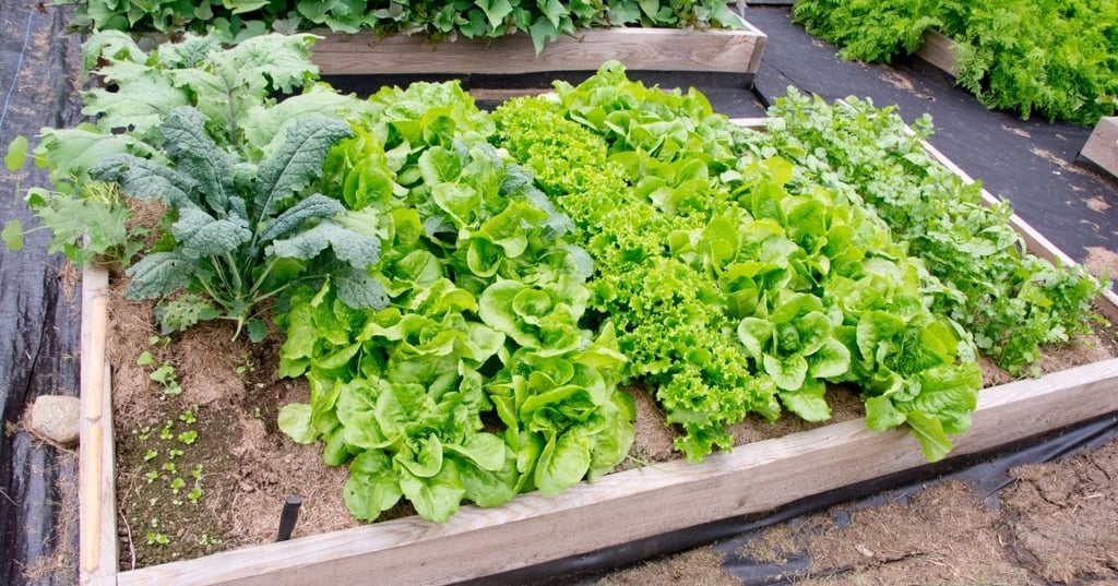 Watch your plants grow tall and strong with a raised garden bed lined with quality materials