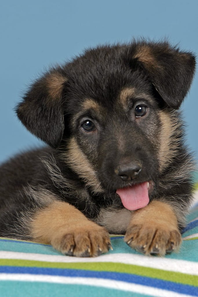 Fluffy German Shepherd Puppies