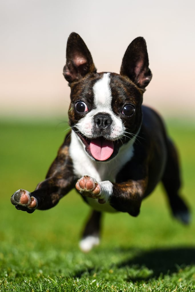 Cute Boston Terrier