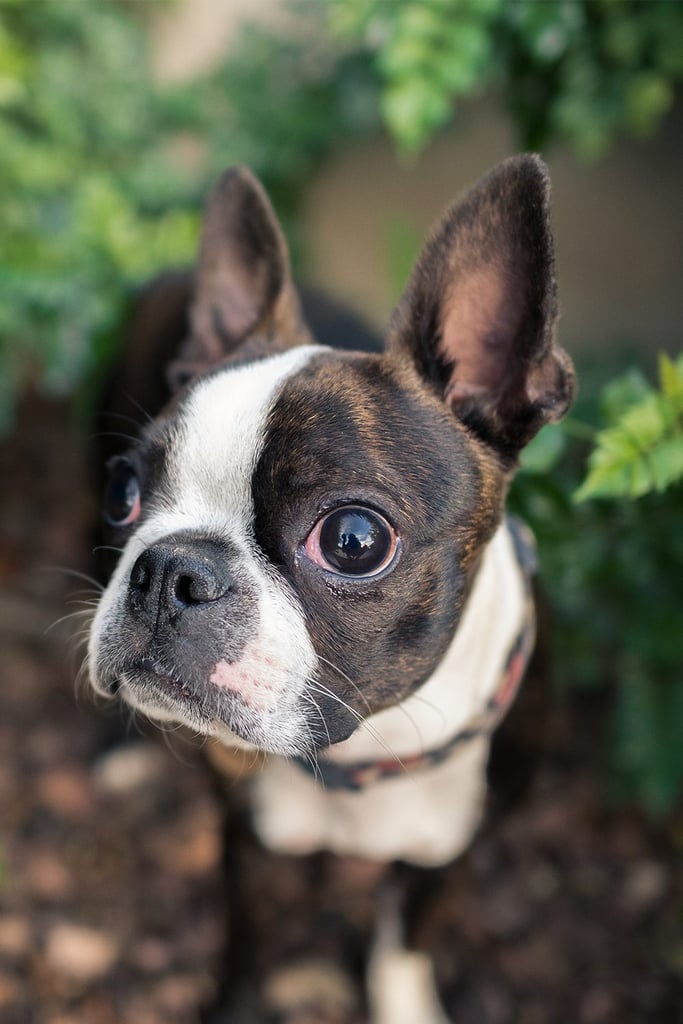 Boston Terrier Big Eyes