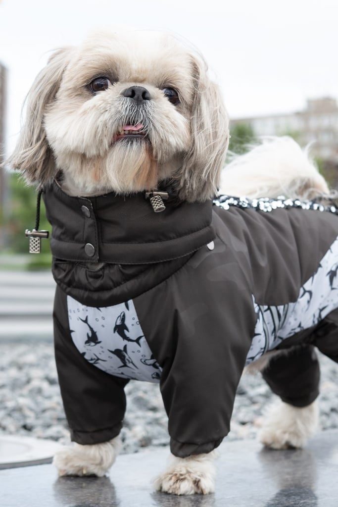 Shih Tzu Dog Fully Clothed