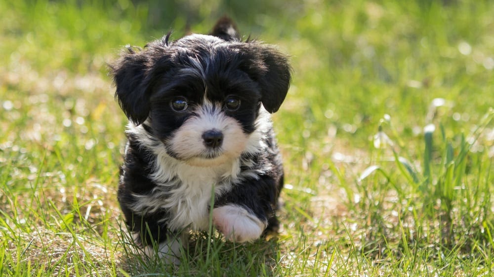 Havanese Puppies Exercise