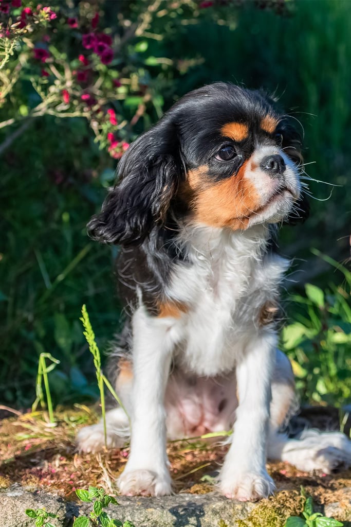 Tiny Cavalier King Charles Spaniel Puppy