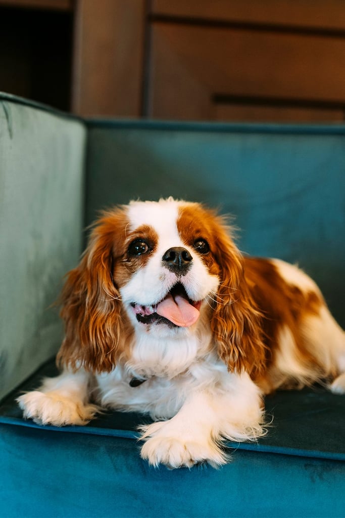 Cavalier King Charles Spaniel Aesthetic