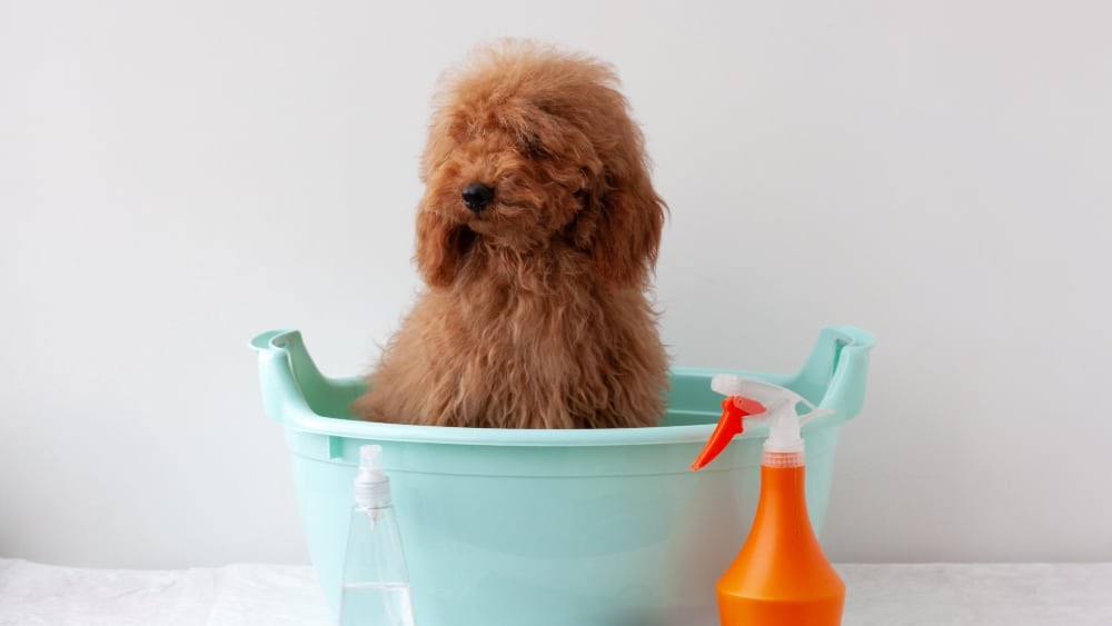 Bathing Your Poodle