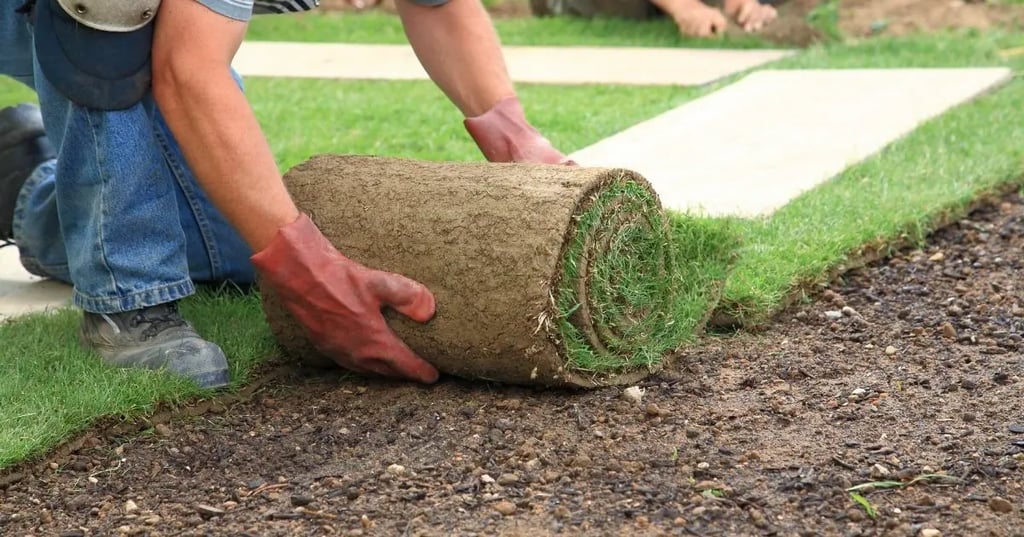 How Do I Take Care of New Sod