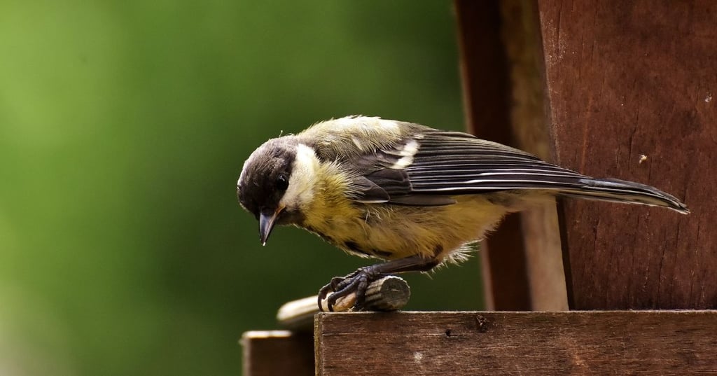 Will birds find their own food