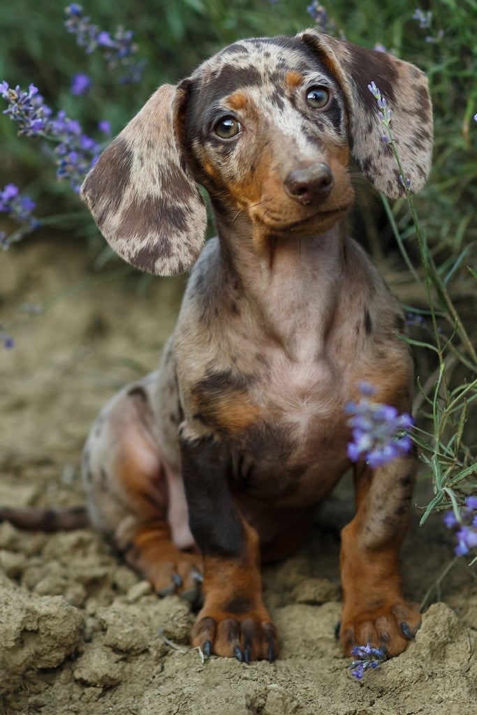 Cute Dapple Dachshund Dogs