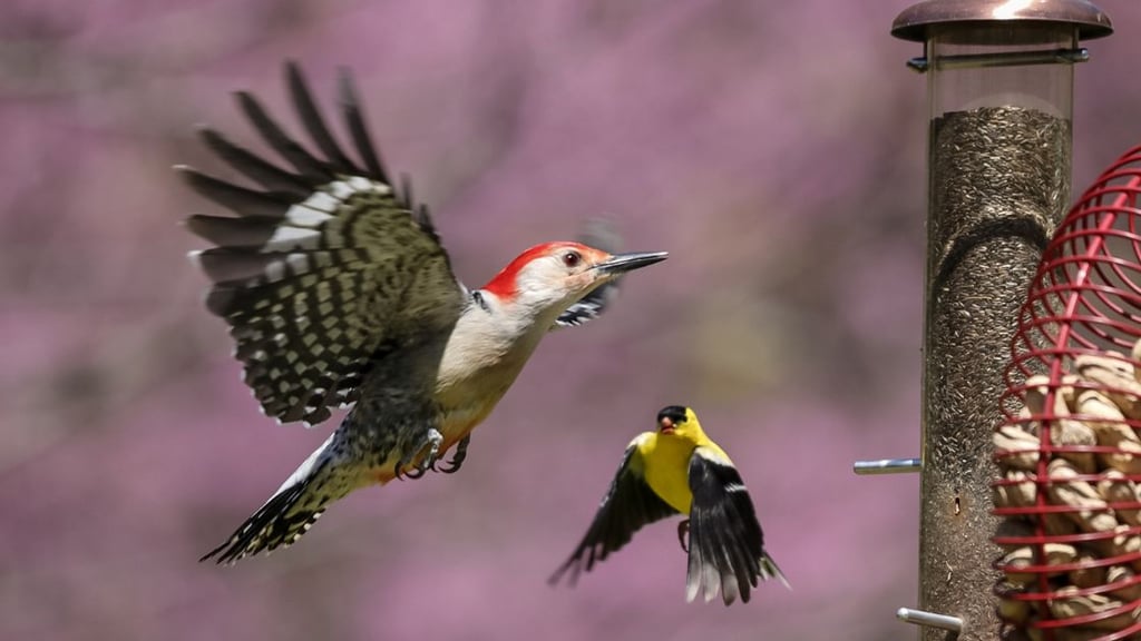 The Power of Bird Feeders