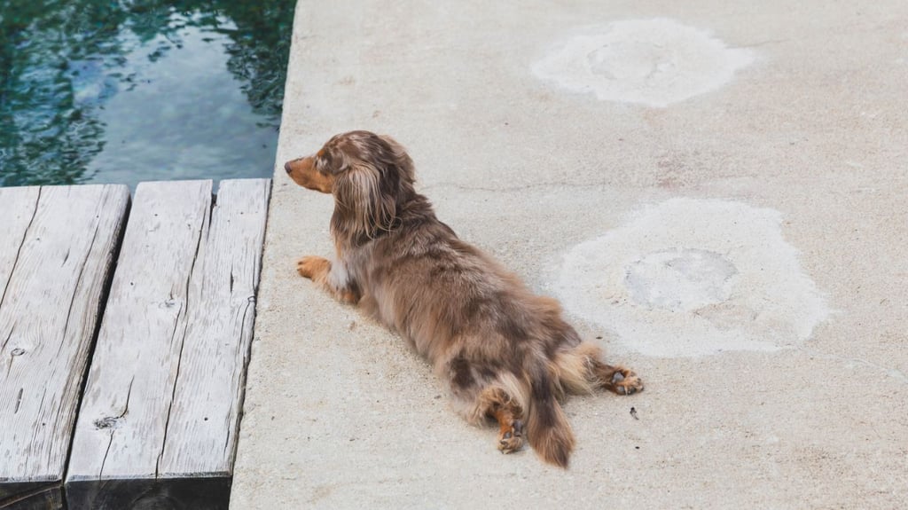 Dapple Dachshund Waiting by the River