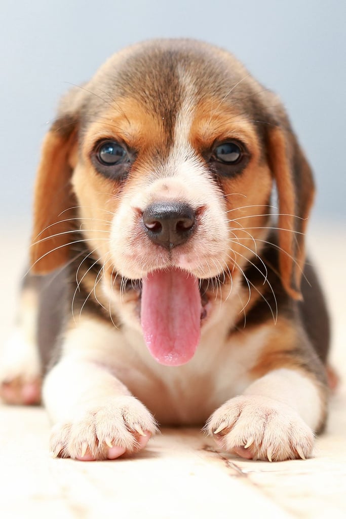 Beagle Funny Face