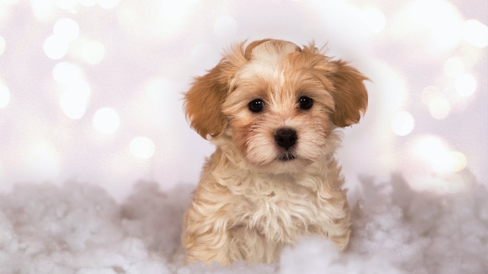 Cute Havanese Puppies