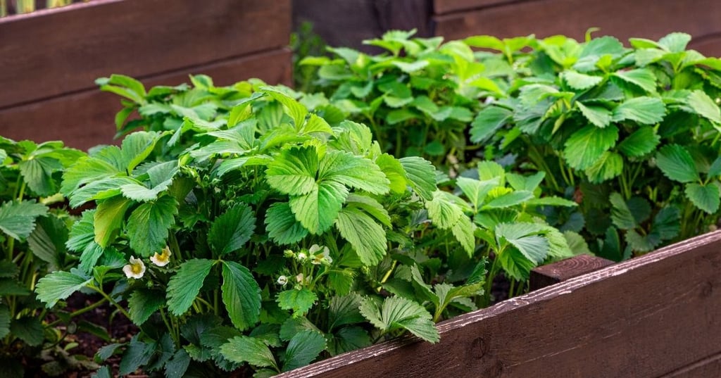 The Benefits of Planting Your Seeds or Seedlings in a Raised Bed